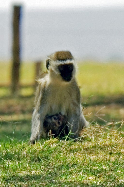 Kenia (191).jpg